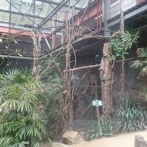 Bamboe Jungle: Silvery-cheeked hornbill aviary