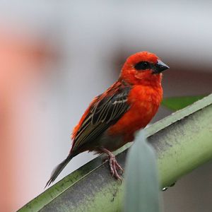 Madagascar fody male