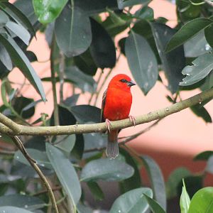 Madagascar fody male