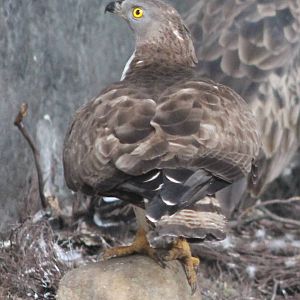 Honey buzzard