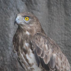 Short-toed eagle