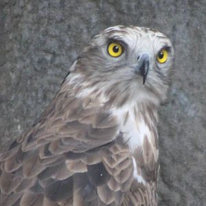 Short-toed eagle