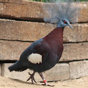 Red-breasted crowned pigeon