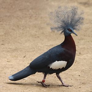 Red-breasted crowned pigeon