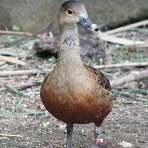 Lesser whistling duck