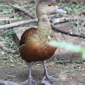 Lesser whistling duck