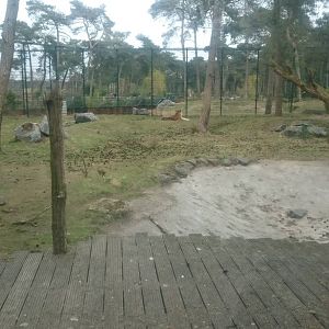 Amur tiger enclosure
