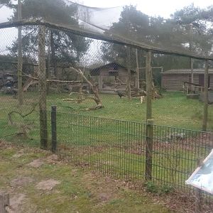 Aviary Northern ground hornbill and Griffon vulture