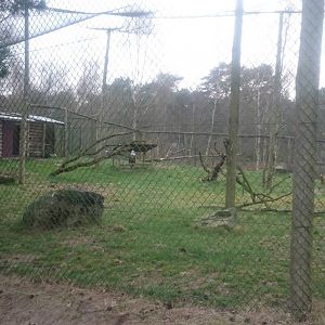 Aviary Northern ground hornbill and Griffon vulture