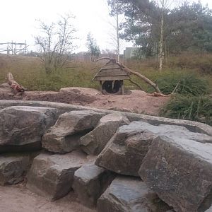 Enclosure Meerkat
