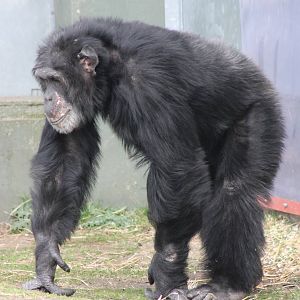 Male Chimp