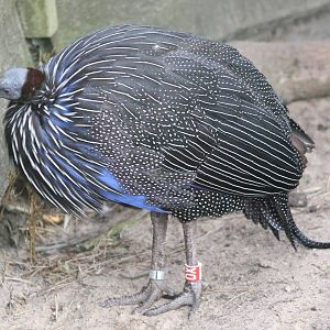 Vulturine guineafowl