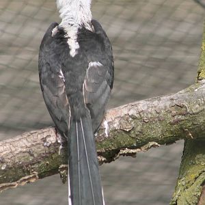 Von der Decken's hornbill