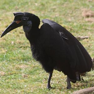 Northern ground hornbill