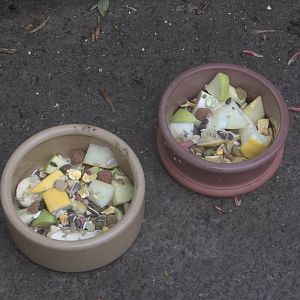 Coati tea time, 18th May 2015