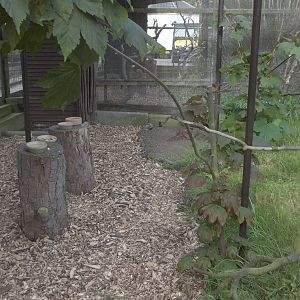 New chippings and foliage pruned in Conure Kingdom, 20th May 2016
