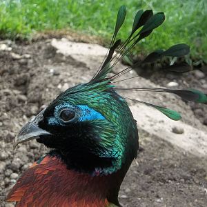 Himalayan Monal, 21st May 2016