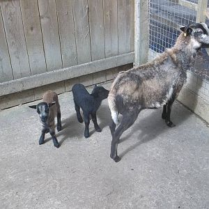 Cameroon Sheep ewe and lambs, 23rd May 2016