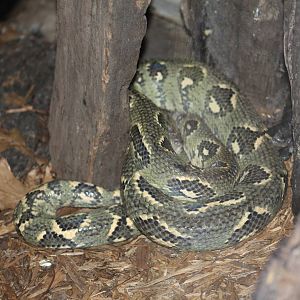 Malagasy Tree Python