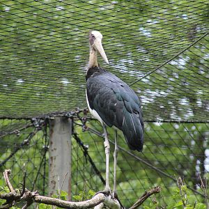 Lesser Adjutant Stork
