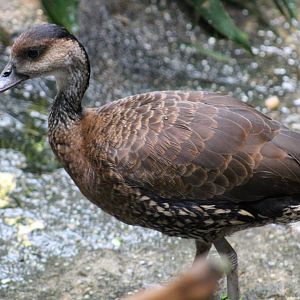 West Indian Whistling Duck