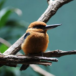 Guam Kingfisher