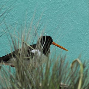 Eurasian Oystercatcher