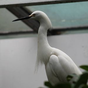 Snowy Egret
