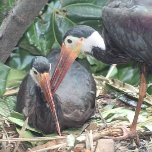 Storm's Storks Nesting?