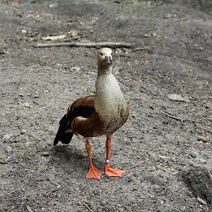 Orinoco Goose