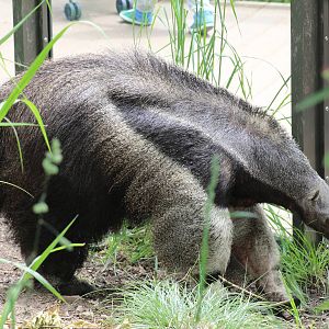Giant Anteater