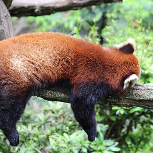 Western Red Panda