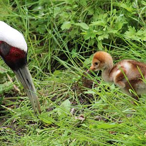 White-Naped Cranes