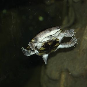 Roti Snake-Necked Turtle