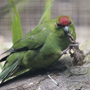 Red-fronted kakariki