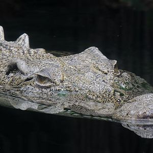 Saltwater crocodile