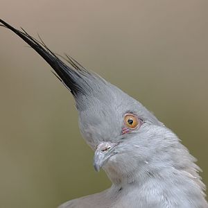 Crested bronzewing portrait