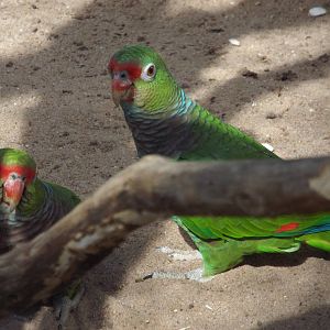 Vinaceous Amazon (Amazona vinacea) at Wilhelma - April 10th 2015