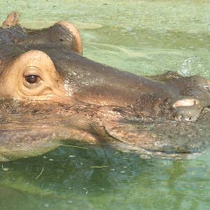 Common Hippopotamus (Hippopotamus amphibius) - April 10th 2015