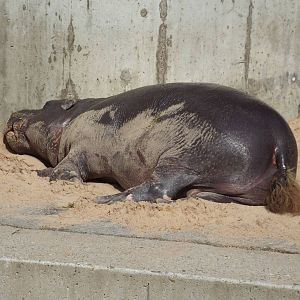 Western Pygmy Hippopotamus (Choeropsis liberiensis liberiensis) at Wilhelma