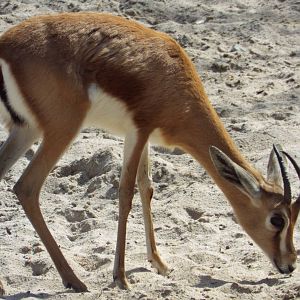 Kordofan Dorcas (Gazella dorcas osiris) at Wilhelma - April 10th 2015