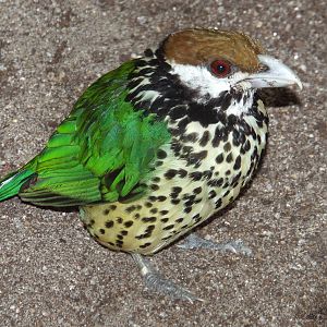 White-eared Catbird (Ailuroedus buccoides buccoides) at Wilhelma - April 10