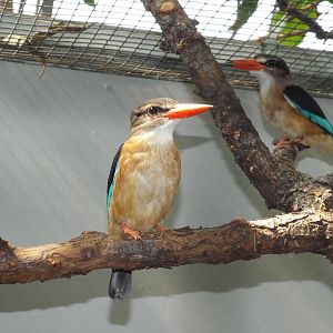 Brown-hooded Kingfisher (Halcyon albiventris) at Wilhelma - April 10th 2015