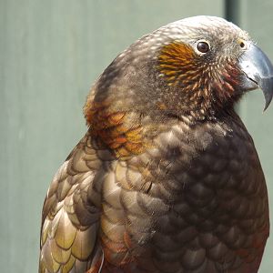 North Island Kaka (Nestor meridionalis septentrionalis) at Wilhelma - April