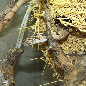 African Egg-eating Snake (Dasypeltis scabra) at Wilhelma - April 10th 2015