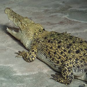 Saltwater Crocodile (Crocodylus porosus) at Wilhelma - April 10th 2015