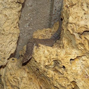 Pygmy Mulga Monitor (Varanus gilleni) at Wilhelma - April 10th 2015