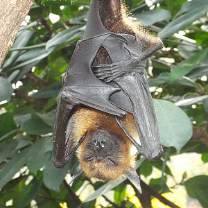 Red-necked Fruitbat (Pteropus vampyrus) at Wilhelma - April 10th 2015