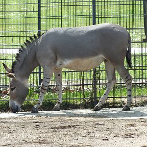 Somali Wild Ass (Equus africanus somaliensis) at Wilhelma - April 10th 2015