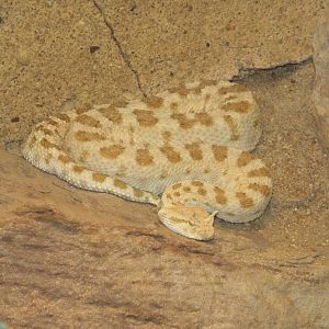 Desert Horned Viper (Cerastes cerastes) at Wilhelma - April 10th 2015